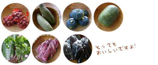 秋野菜